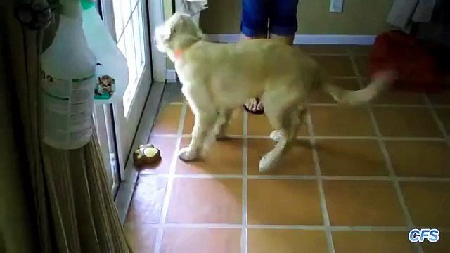 Los perros más inteligentes. Perro divertido toca el timbre