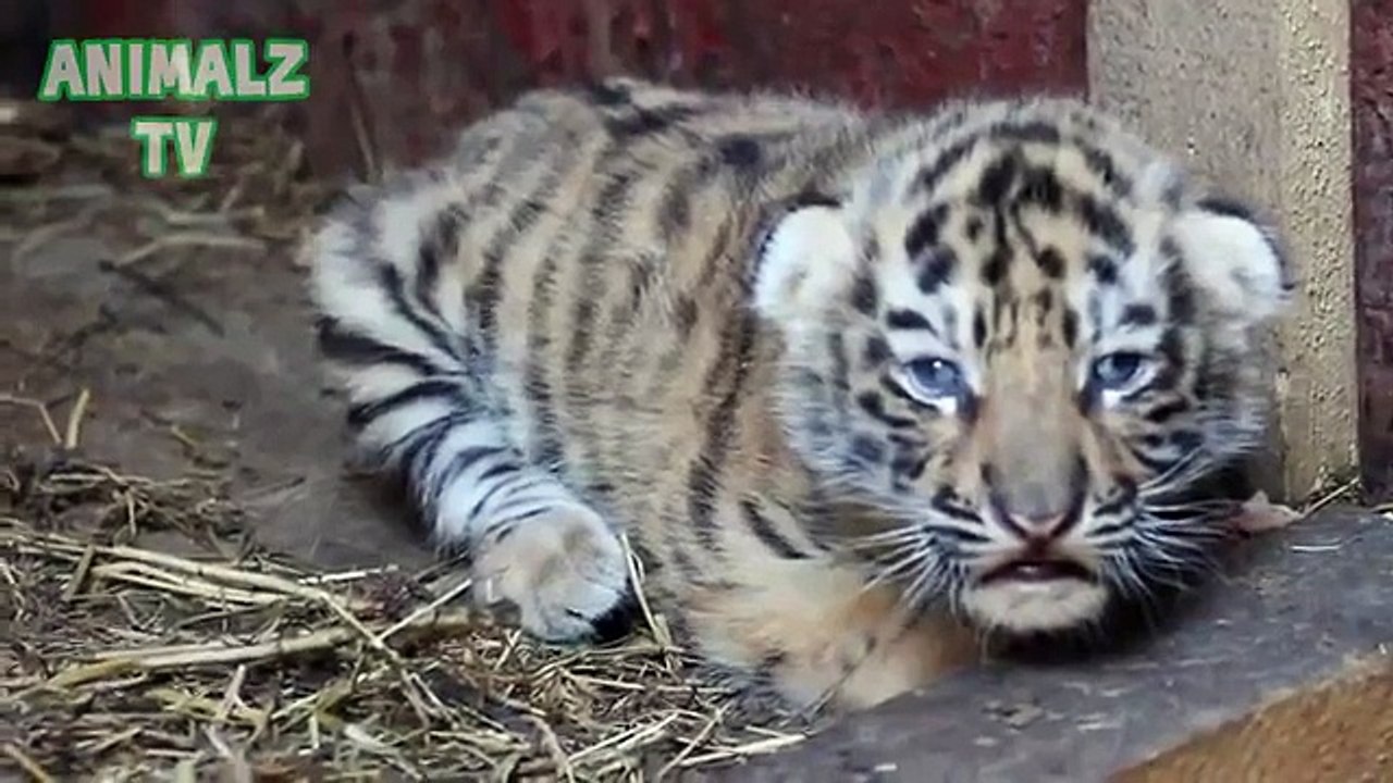 Oursons mignons. Oursons mignons animaux