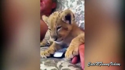 Transfert ennuyeux. Lion drôle endormi devant la télévision