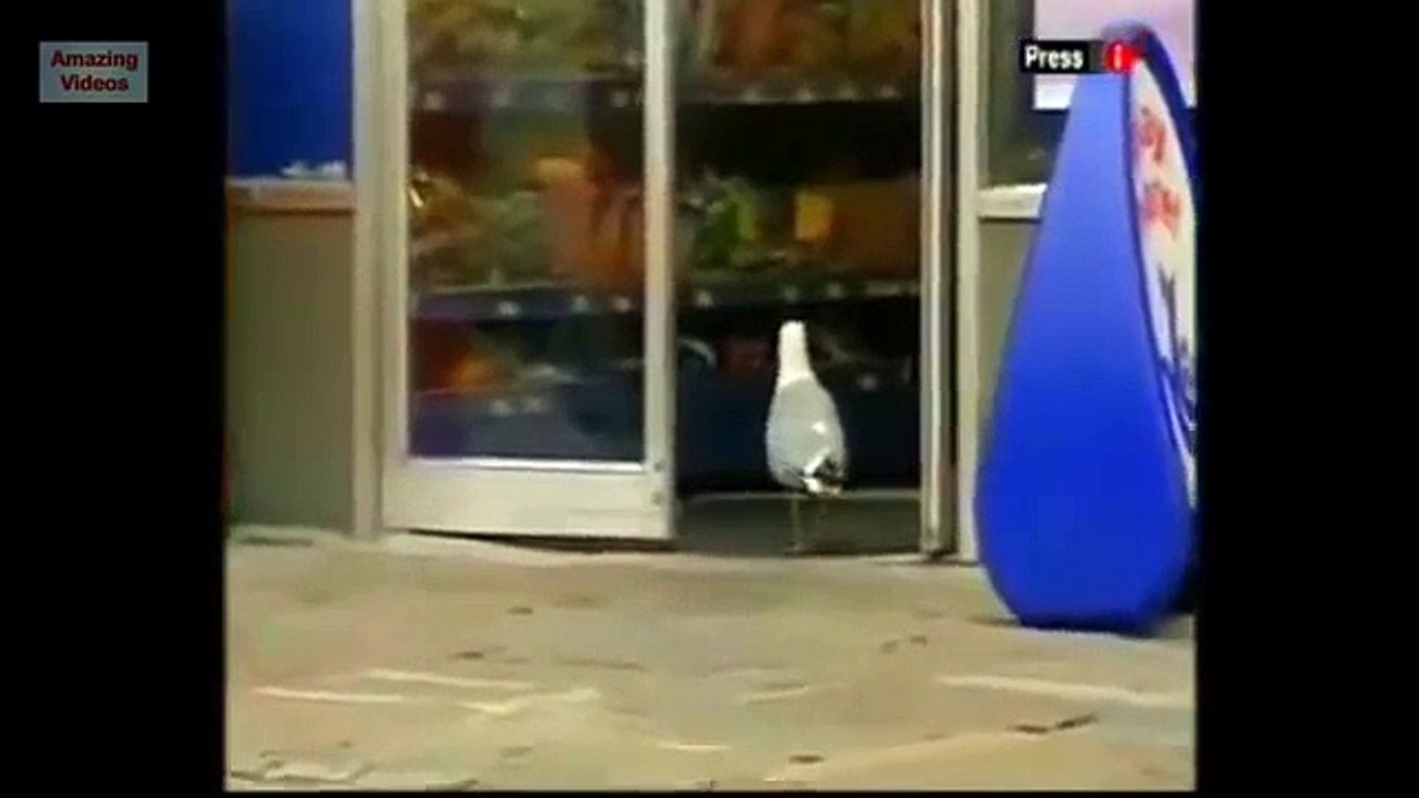 Oiseaux hébergés. Drôle fun aviaire