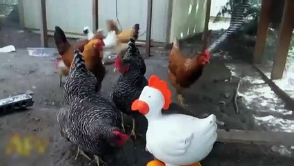 Poulet timide. poules drôles