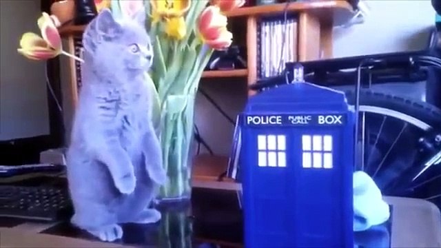 Divertissement animaux. Animaux familiers drôles et amusantes