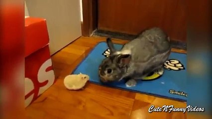 Différent et similaire. Lapins mignons et drôles hamsters