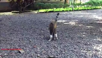 Avec sa tête dans la nourriture. Funny cat a mangé de l'emballage