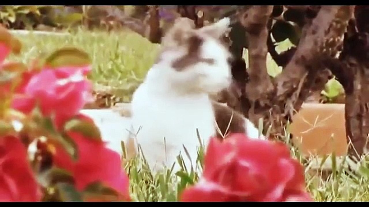 La plupart des chats sont insuffisantes. Comportement drôle de chat (sélection 2015)