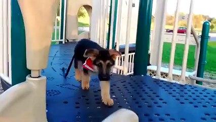 Скользящие. Прикольные щенки катаются с горки