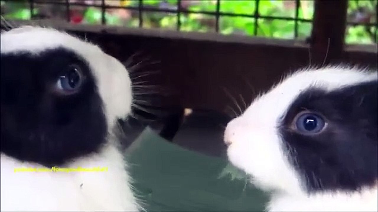 Романтический обед. Смешные кролики кушают