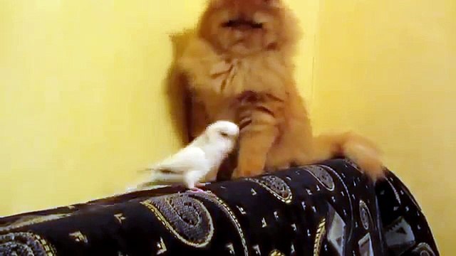 С ним не соскучишься. Надоедливый попугай и смешной кот