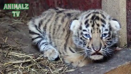 귀여운 새끼. 귀여운 새끼 동물