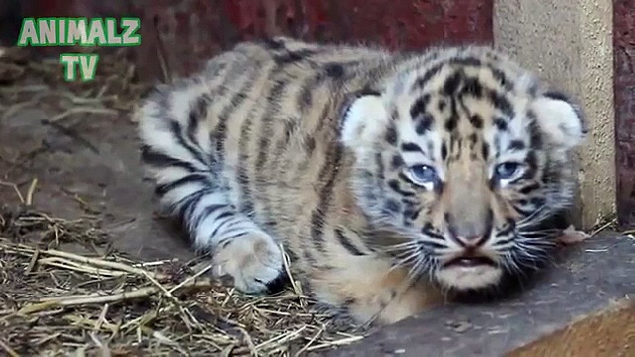 귀여운 새끼. 귀여운 새끼 동물