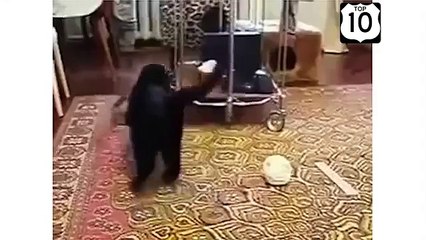 고양이에 대한 속도 순백. 재미 고양이와 족제비