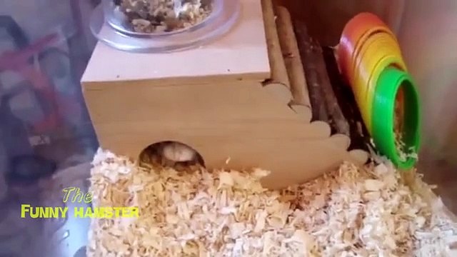 비밀 애완 동물. 재미 햄스터 침묵