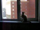 창턱에 엔터테인먼트. 재미 있은 고양이 재미 창