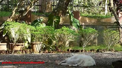 로스, 상승! 재미 있은 개는 즉시 깨어