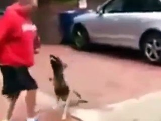 Unbelievably Well Trained Dog - YouTube