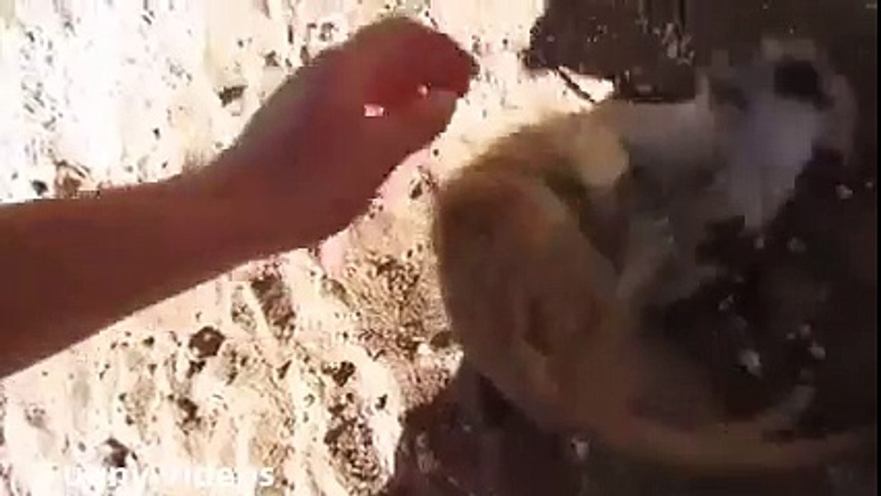 Warning! Cute animal video of the day !