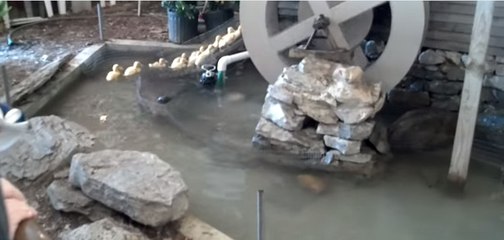 Water Park For Ducks So Cute Baby Ducks Are Playing in Water