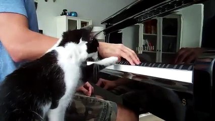 세계에서 주목 고양이를 필요로하는 대부분의. 멋진 고양이