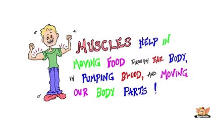 Fun Facts About Human Body