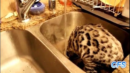 猫のためのシンク。シンクで遊んで面白い猫