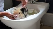 豚ネット。おかしい豚の入浴