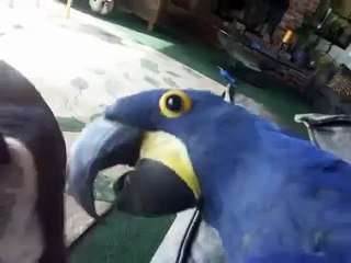 ブルーオウムがブルドッグを果たしています。犬とインコ