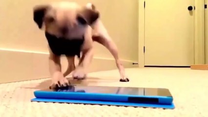 Funny Dogs Scared of Farts - کتا ہوا بے حال