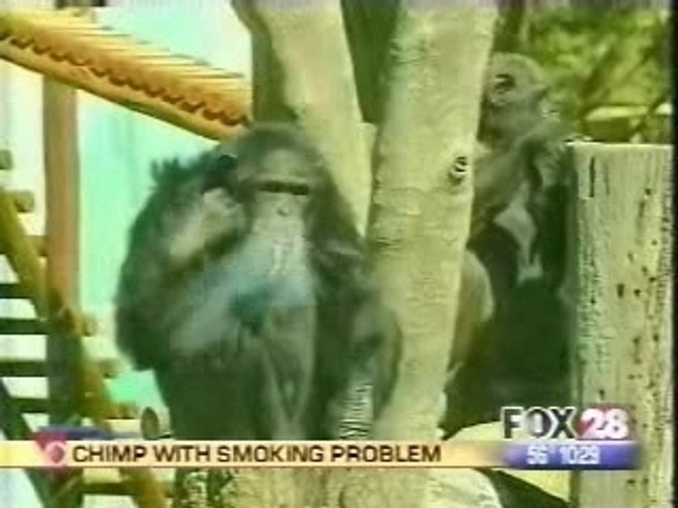 Singe fumeur