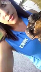 Best Of Liveleak - Some Turtles Cant Swim