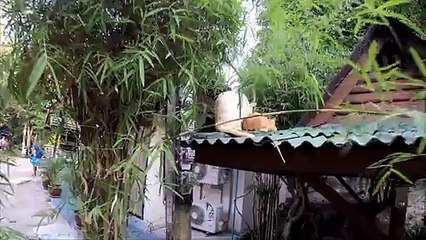 Mom cat with baby cat scared of our camera