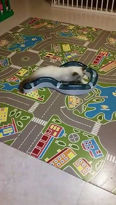 DADIDOLLavecsonserpentin