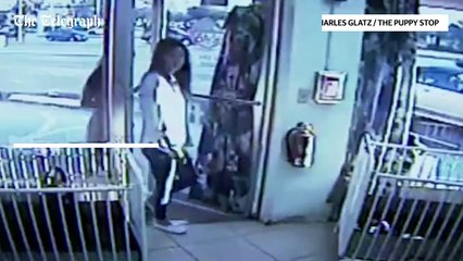 woman appears to steal Yorkshire Terrier puppy