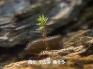 Kokia - Yuukyuu no mori