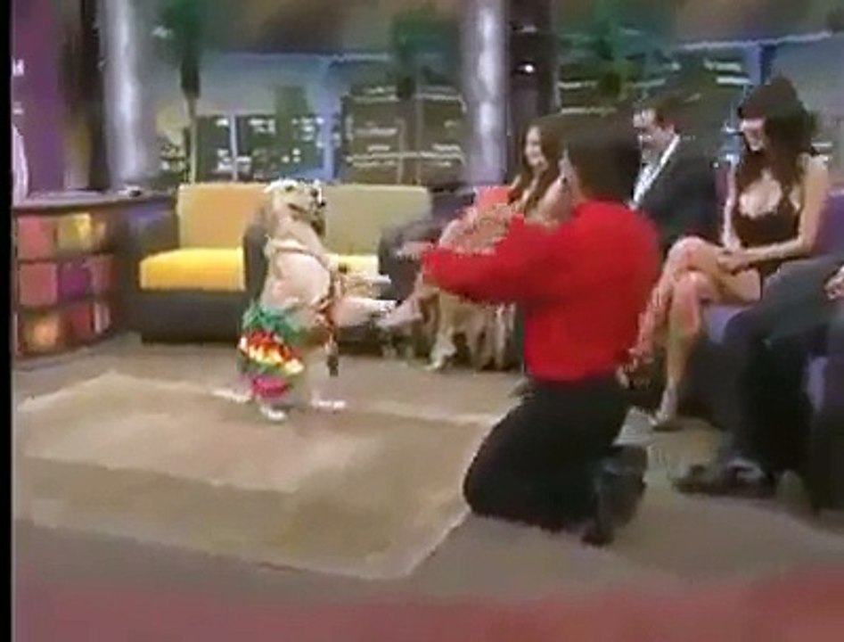 Dog Dance