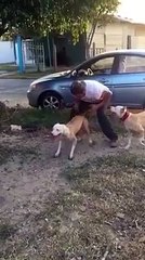 OMG watch this dog it s briliant,must watch