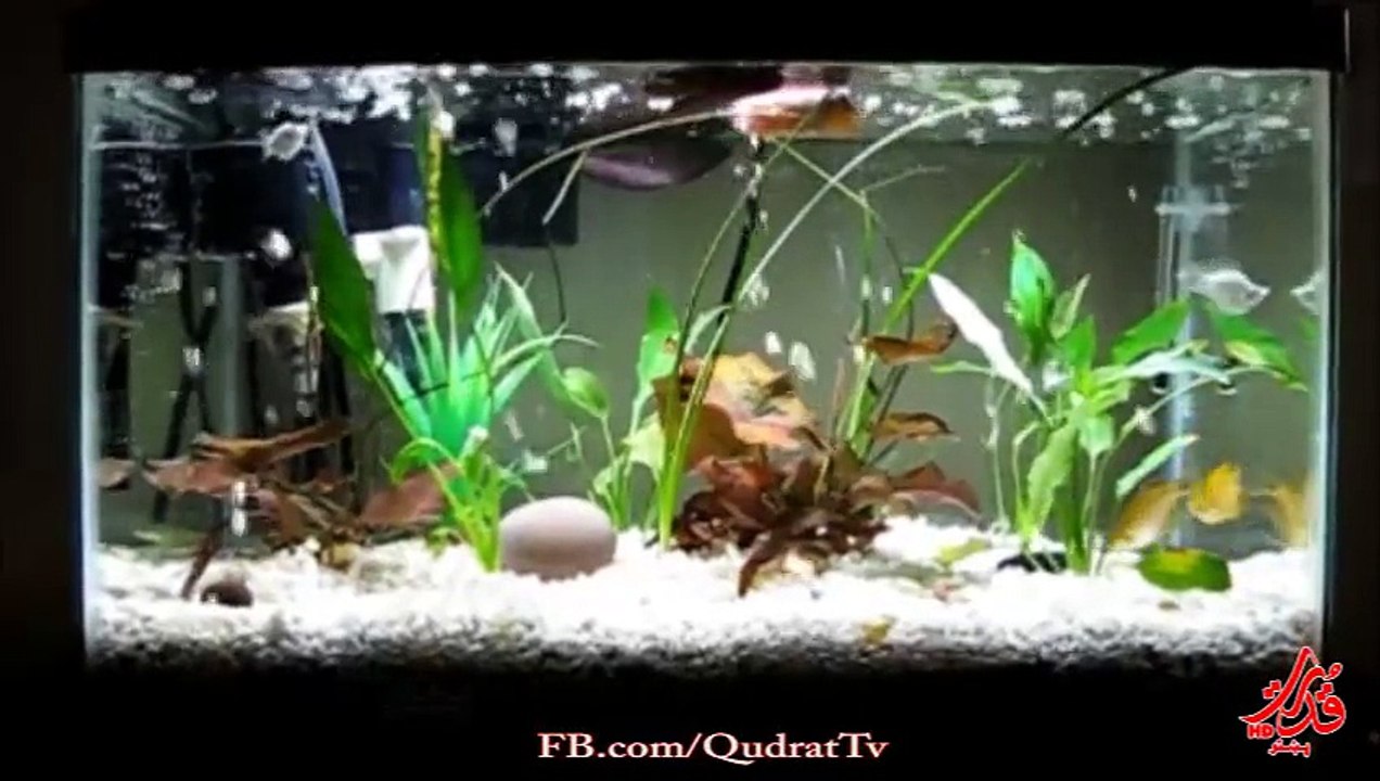DIY my aquarium with filtration under gravel for crystal water