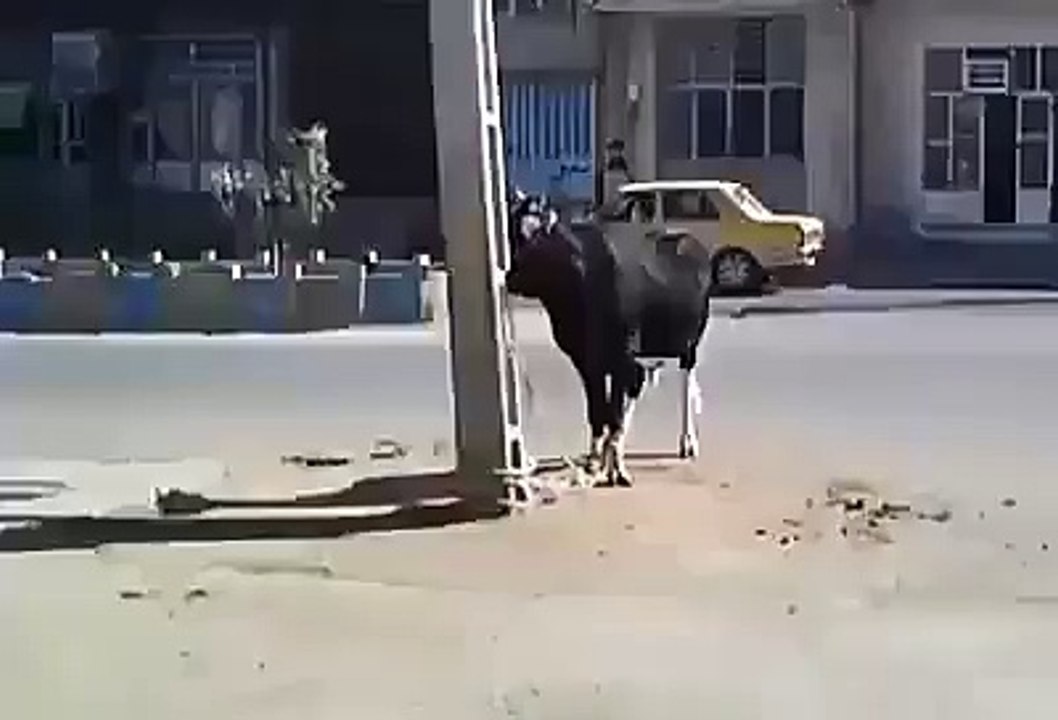 Funny Hit