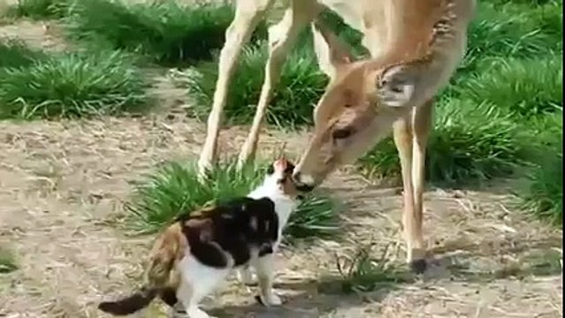 WHITETAIL DEER LICKS CALICO CAT - Symbol Of Love and Peace
