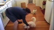 Your cat might be cool, but it'll never be this cool! -Amazing Acting of Cat