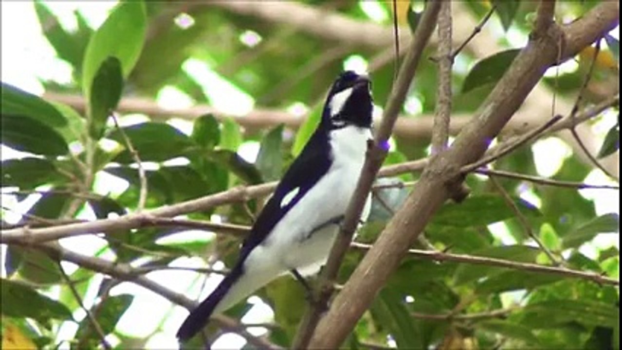 Lined Seedeater birds