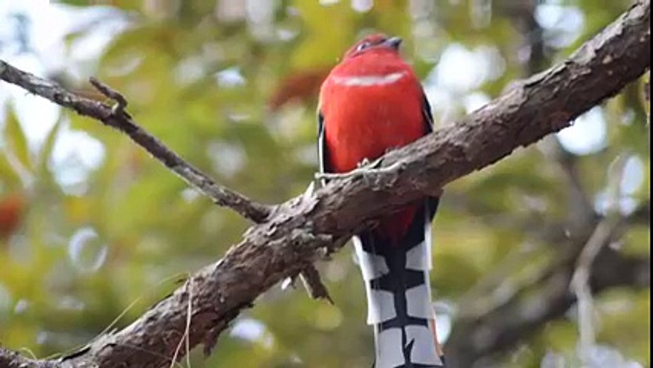 Red-Headed Trogon