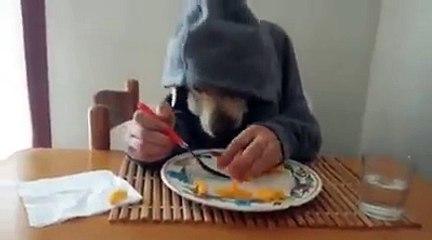 wait ,what -dog have hands or this boy has a dog face- strange video