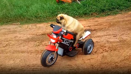 Akülü Motosiklet Süren Köpek