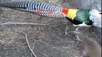 Lady Amherst Pheasant Dance