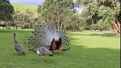 Peacock mating dance display
