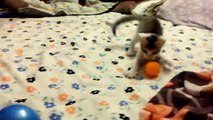 Kitten plays ping pong - Home Video