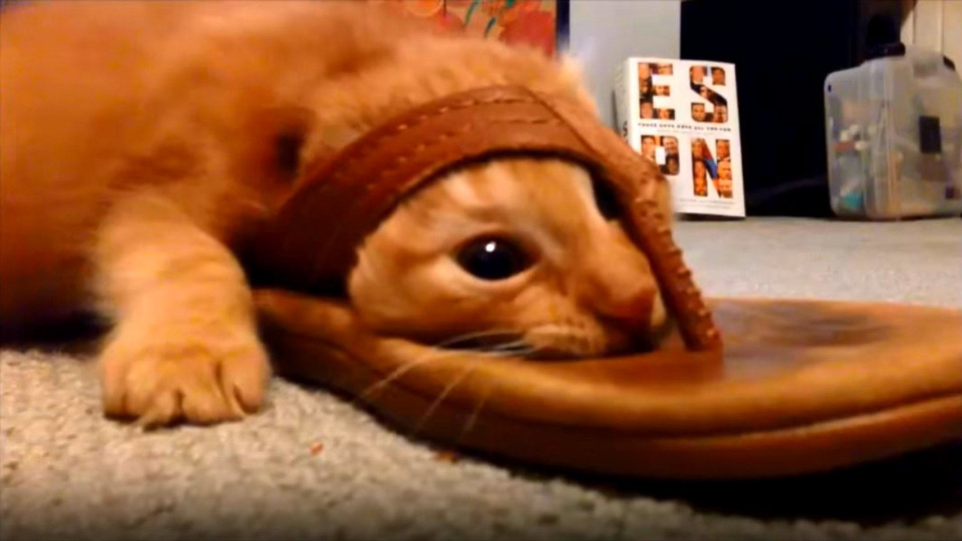Кот католик