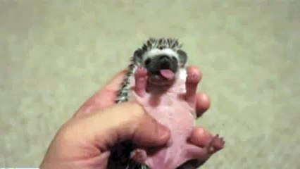 yawning baby hedgehog