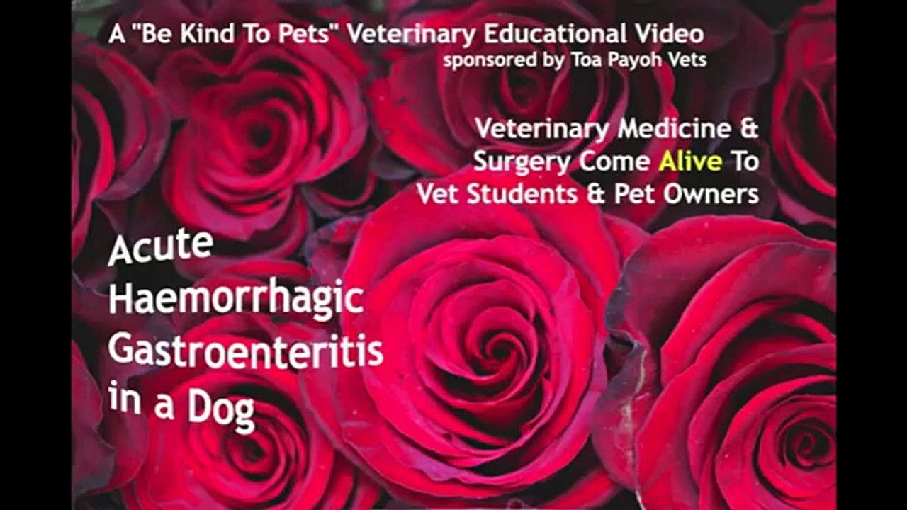 A case of bloody diahorea of a much loved Silkie Terrier