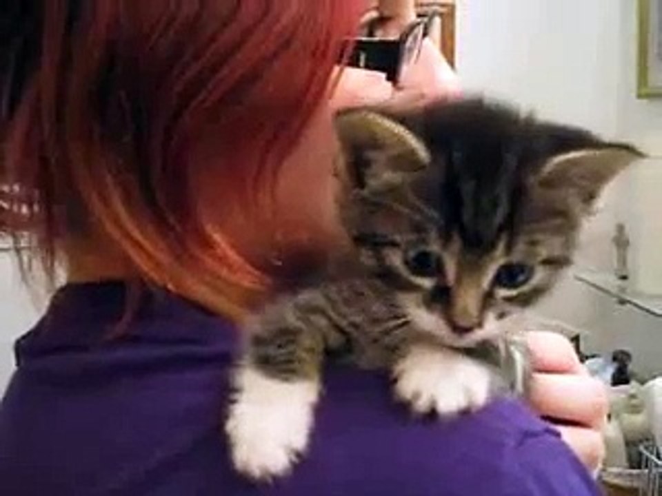 Talking Kitten